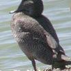 Freckled Duck